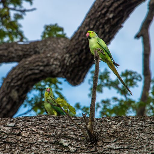 Two small green birds perched atop a leafy tree branch against a backdrop of lush green foliage