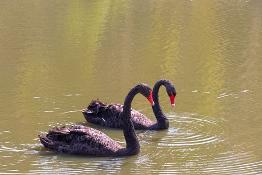 A closeup shot of two black swans in pond on a bright day