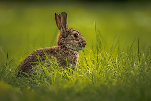 A rabbit sitting among lush green grass in a scenic outdoor setting