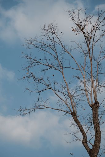 A vertical shot of a tree with dried leaves on branches against a cloudy sky
