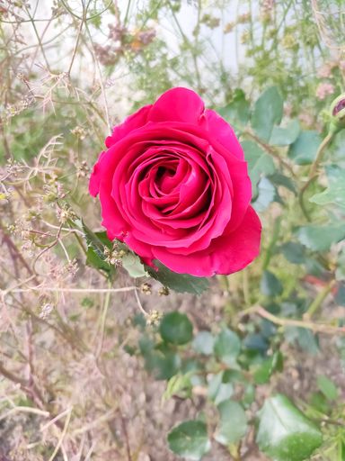 A selective focus shot of red rose in the garden