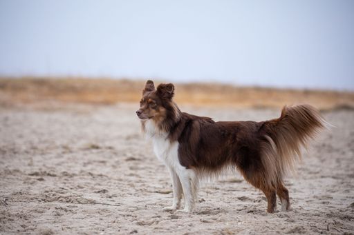 A brown Australian Shepherd dog standing on the beach