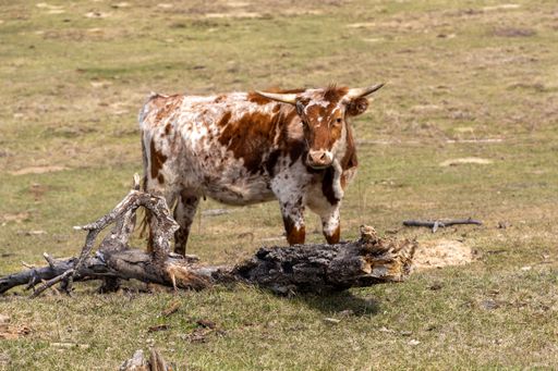 A large, majestic Texas longhorn stands peacefully in a barren field, its white horns in stark contrast against the grey, dead tree trunk behind it
