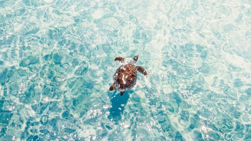 A large aquatic turtle is swimming in a body of water