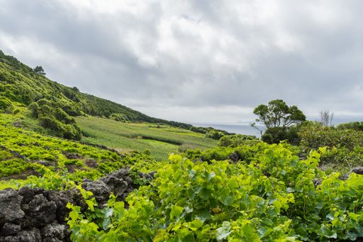 Vast green vineyard during daytime in Pico, Azores, Portugal
