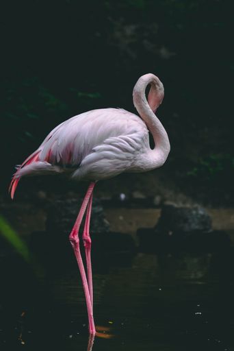 A beautiful pink flamingo standing in the shallow waters of a lake grooming itself.