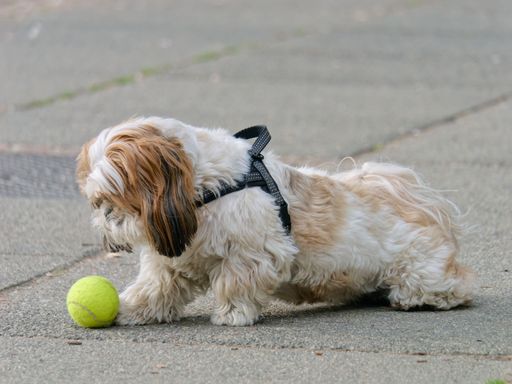 An adorable white puppy with a leash attached to its collar with a yellow tennis ball at its feet