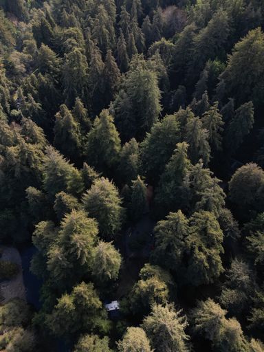 An aerial view of a green forest on a sunny day