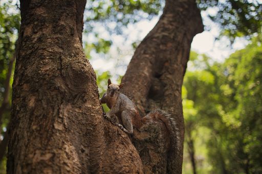 A close up shot of a cute gray squirrel perched on the trunk of a tree on a sunny day, looking alert and ready for action