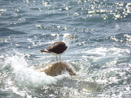 A white seagull perched atop a large, jagged rock in a bright blue ocean, its wings outstretched in preparation for flight