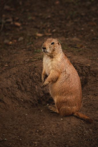 A closeup of a Prairie Dog standing on a dry terrain