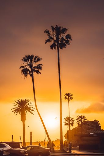A beautiful sunset with two palm trees silhouetted against the horizon, while cars driving along the street in the foreground