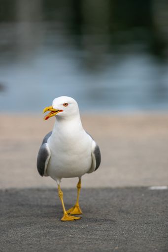 A vertical shot of a seagull by a lake at a park