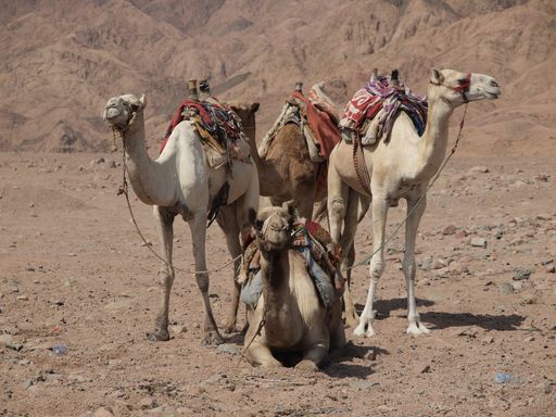 Three camels resting in the desert on a sunny day with mountain range in the background