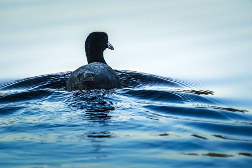 A duck swimming in a pond
