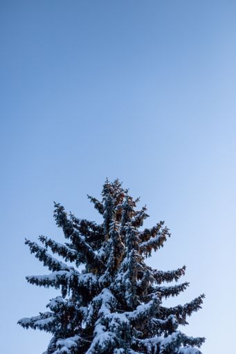 A low angle shot of the snow-covered spruce under a blue sky