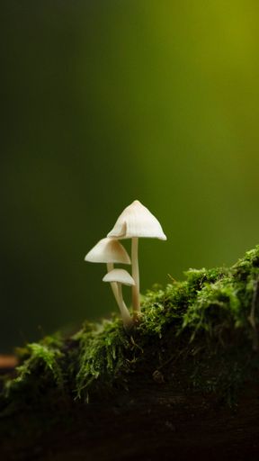 A vertical shot of two mushrooms growing on a mossy tree trunk