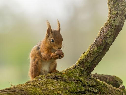 A red squirrel sits atop the trunk of a tall deciduous tree, holding a cluster of nuts in its hands