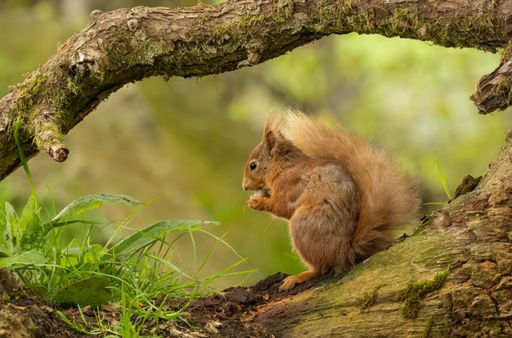 A red squirrel sits atop the trunk of a tall deciduous tree, holding a cluster of nuts in its hands