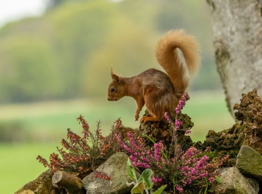 A red squirrel sits atop the trunk of a tall deciduous tree, holding a cluster of nuts in its hands