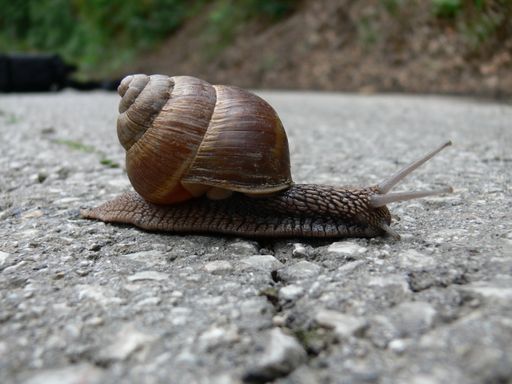 A closeup of a grape snail crawling on the rock