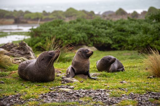 The New Zealand fur seals at Cape Palliser near Wellington, New Zealand