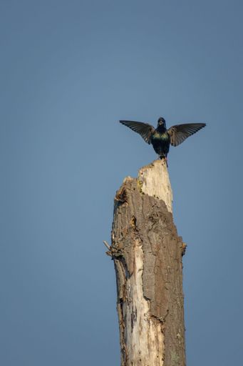 A common starling (Sturnus vulgaris) perched on a tree stump, its wings spread wide against the sky