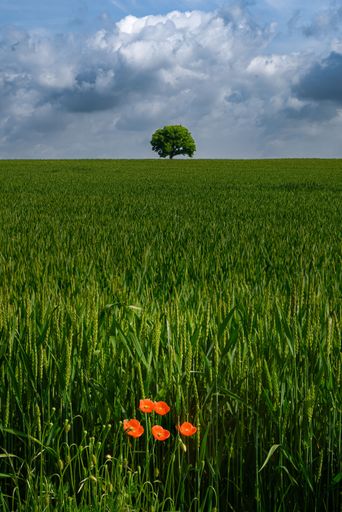 A vast, lush expanse of grass stretched out in the foreground, with a tall tree standing in the distance