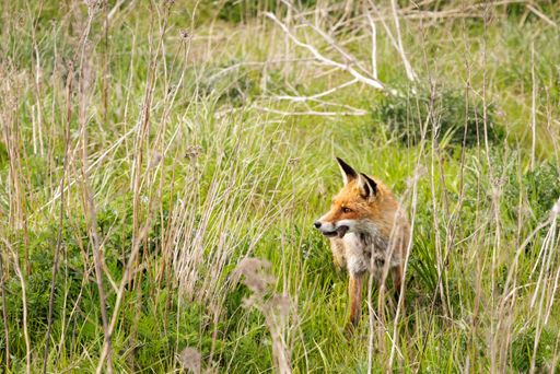 A mature red fox stands in a grassy meadow, gazing into the distance with a thoughtful expression