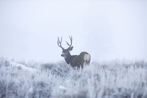 An impressive whitetail deer stands in the winter snow of a forest