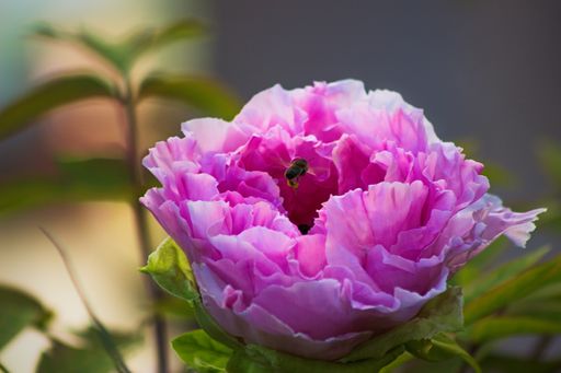 Pink flowers blooming on the pink peonies with a blurred background. Peony garden.