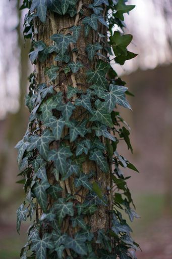 A vertical shot of common ivy in a forest during daylight