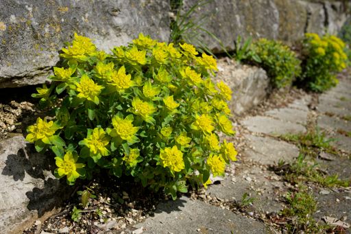 A vibrant yellow flower bush growing on a stonework wall, framed by a large boulder