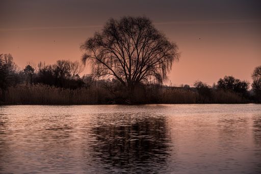 A beautiful shot of an old tall tree near a lake during the sunset