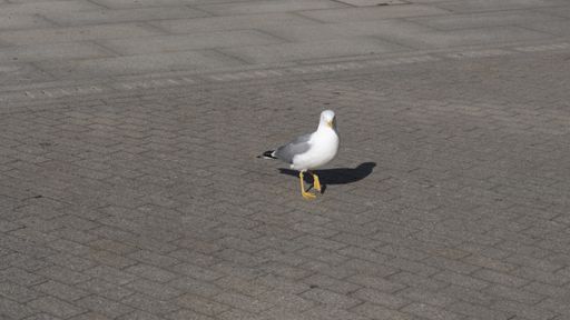 A closeup shot of a seagull on a sandy beach
