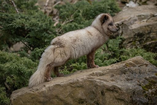 A majestic white fox stands atop a rocky outcropping in a grassy field, surveying the surrounding area