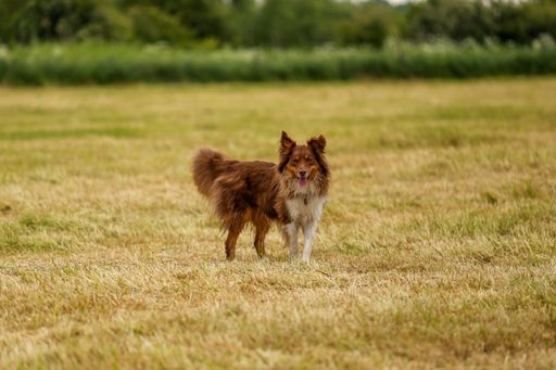 A brown and white Border Collie standing in greenery field