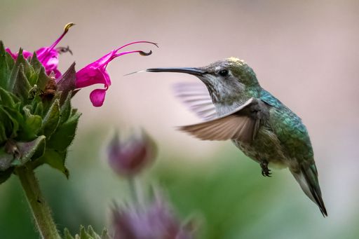 A closeup shot of a hummingbird hovering near a flowering plant.