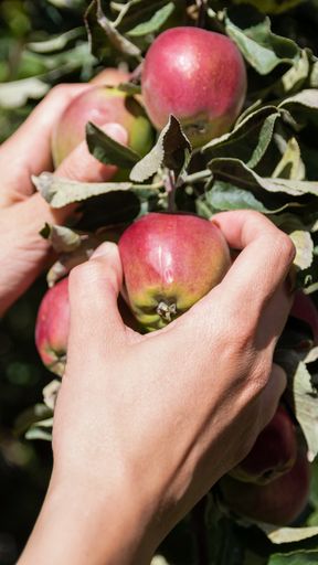 A vertical shot of a woman harvesting wild apples on the garden