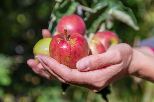 A closeup shot of a woman holding wild apples on her hands in the garden