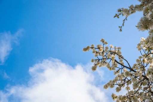 A low angle of white flowers blooming on a tree branch against blue sky