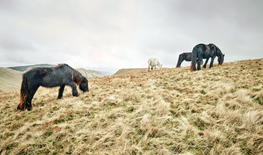 A group of Fell ponies grazing in a golden meadow.