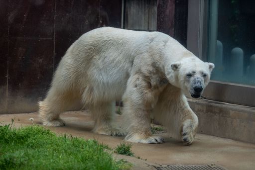 A scenic view of a white polar bear in a zoo