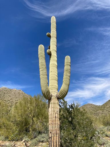 A grand Saguaro cactus stands proudly against a backdrop of a brilliant blue sky