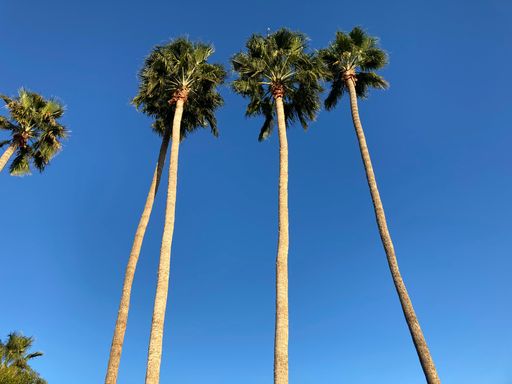 A low angle shot of a row of vibrant palm trees against a bright blue sky