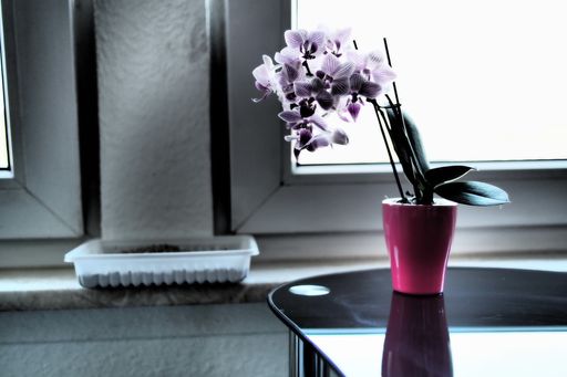 A wide angle shot of flowers put next to the window on a table