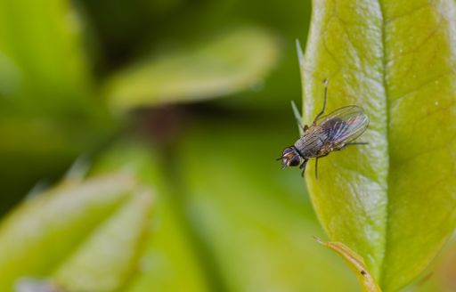 A close-up shot of a fly resting on a green leaf in a meadow