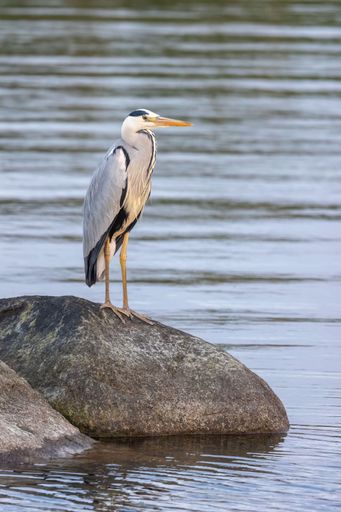 A grey heron perched on a large rock in a body of water