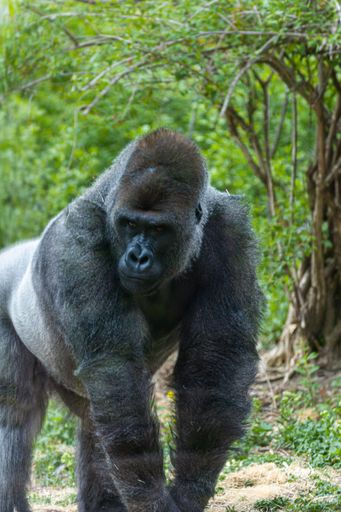 A large gorilla on a patch of soil in the middle of a natural landscape