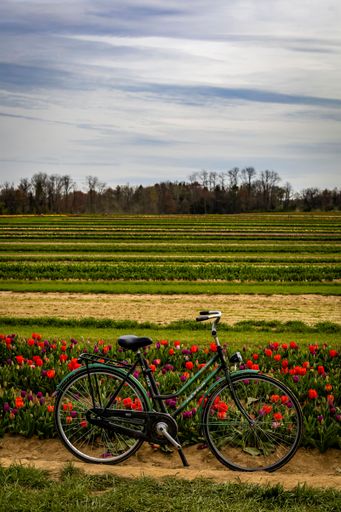 A bright red bicycle stands against a picturesque backdrop of a grassy field with a multitude of colorful wildflowers